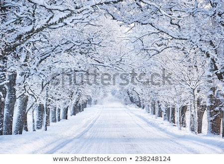 Foto d'archivio: Road In Winter A Countryside