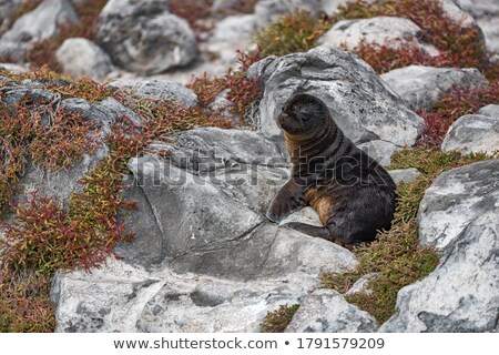 Сток-фото: Galapagos Sea Lion Pup Playful Playing In Sand Lying On Beach Galapagos Islands