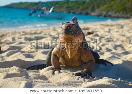 Foto stock: Exuma Island Iguana In The Bahamas