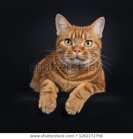 Stockfoto: Handsome Young Adult Black Tabby American Shorthair Cat