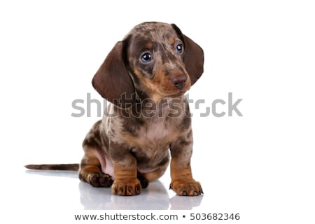 Сток-фото: Studio Shot Of A Cute Dachshund Puppy