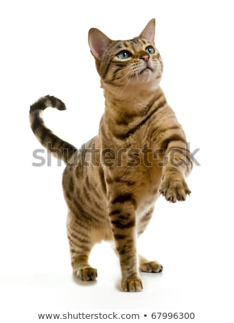 ストックフォト: Bengal Cat Clawing At The Air