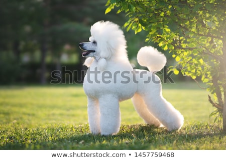 [[stock_photo]]: Poodle