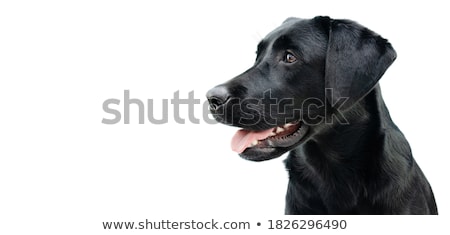 Stock fotó: Black Labradors