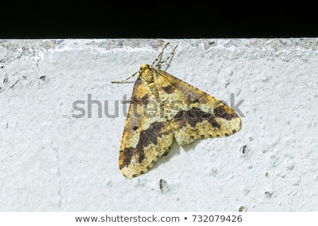 Stock photo: Mottled Umber Erannis Defoliaria