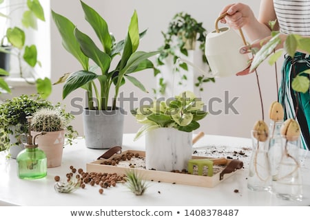 Stok fotoğraf: Plant Care In Home