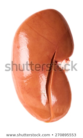 Zdjęcia stock: Porcine Kidney Closeup