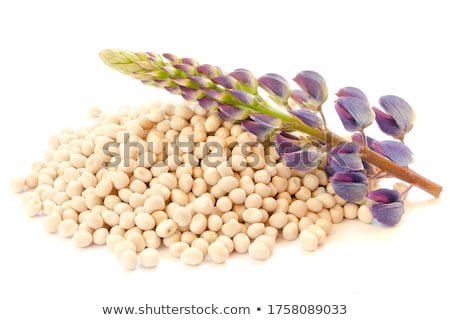 Stock photo: Lupin