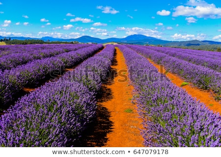 Stock fotó: Tasmania Australia Lavender Field Farm