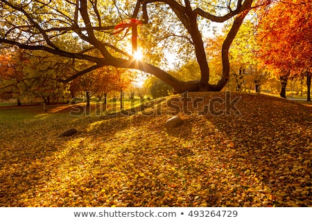 Stock photo: Golden Autumn Leaves Covering The Lawn While The Sun Shines Through The Beautiful Pattern