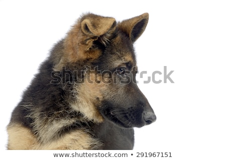 Foto d'archivio: Flying Ears Puppy German Shepherd Portrait In A White Photo Stu