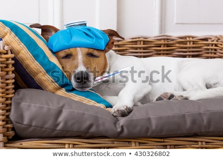Foto stock: Ill Sick Dogs With Illness And Vaccine Syringe