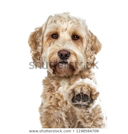 Stok fotoğraf: Head Shot Of Pretty Golden Adult Labradoodle Dog Isolated On White Background
