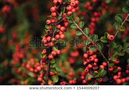 [[stock_photo]]: Red Berries And Green Leaves In Trailside Bushes And Shrubs In Ukraine