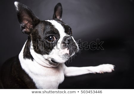 Foto stock: Boston Terrier Standing In Front Of Gray Background