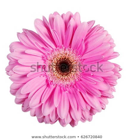 Stock photo: Red Gerbera Flower