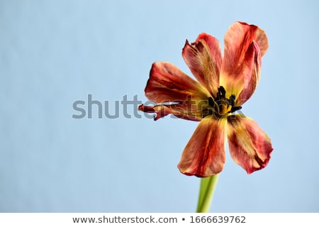 Stok fotoğraf: Wilting Tulips