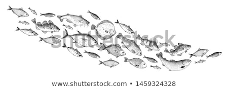 Stock fotó: Illustration Of Fish