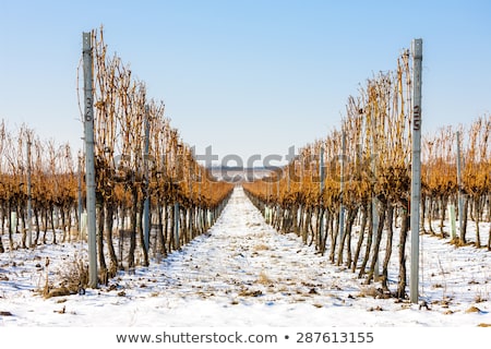Сток-фото: Winter Vineyard Southern Moravia Czech Republic
