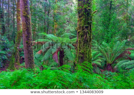 [[stock_photo]]: Eucalyptus Tree Rainforest Tasmania