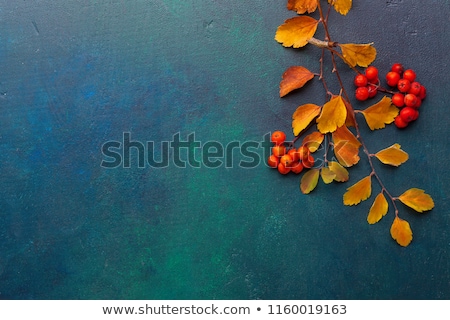 Foto stock: Autumn Background Leaves Rowan Fruit Blue Boards