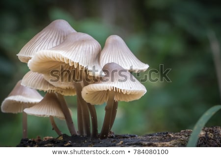 Stock fotó: Mushrooms In The Green Meadow