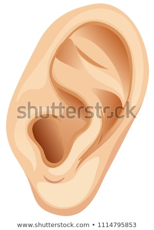 Zdjęcia stock: Ear Organ Vector Illustration Clip Art Image Anatomy