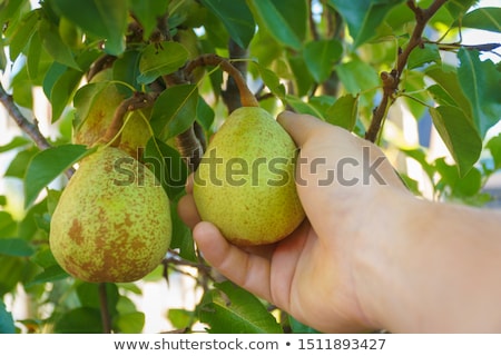 ストックフォト: Farmer Examining Pear Fruit Grown In Organic Garden