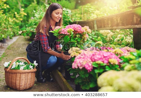 Stockfoto: Gardener Woman In Her Greenhouse With Flowers For Sale