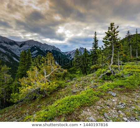 Stockfoto: Gnarly Juniper