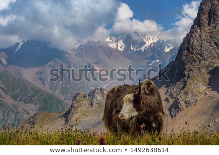 Zdjęcia stock: Himalaya Mountains Landscape With Wild Cows On Meadow