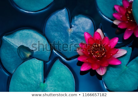 Foto stock: Buddhism