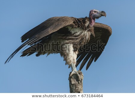 Stock fotó: Lapped Face Vulture Torgos Tracheliotus