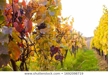 [[stock_photo]]: Autumn Winery Garden