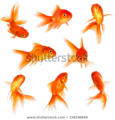 Stockfoto: Gold Fish