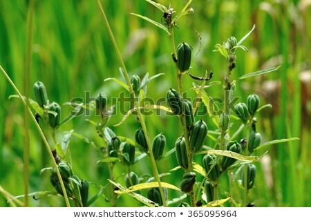 Foto stock: Sesame Seed And Plant