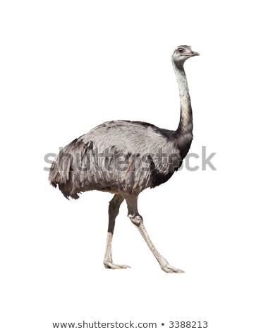 Stockfoto: Rhea Americana Isolated On White