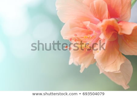 Foto stock: Beautiful Flower Queen