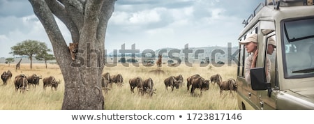 [[stock_photo]]: Woman Exploring The Savannah