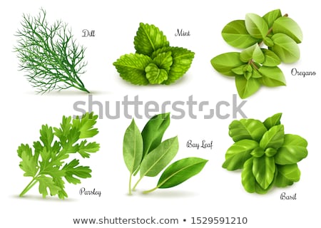 Foto stock: Oregano On White