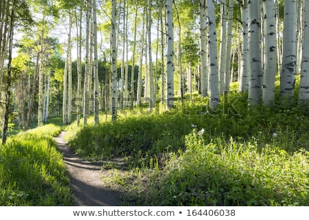 Stockfoto: Dirt Path Up A Hill