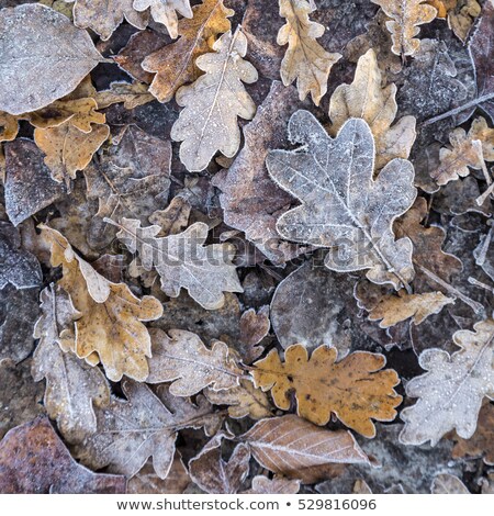 ストックフォト: Beautiful Oak Leaves In Autumn At The Tree Gives A Harmonic Patt