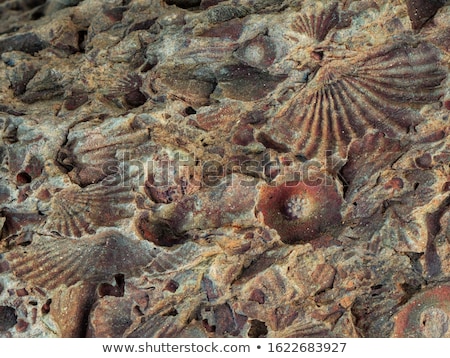 Stock fotó: Old Fossilized Sea Shell