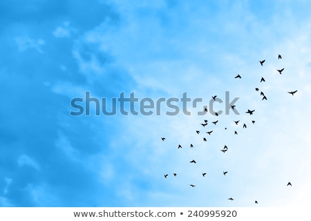 Foto stock: Seagull Flying In The Blue Sky