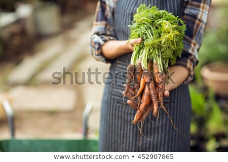 Stock photo: Mid Section Of Woman Holding Harvested Carrots In Garden