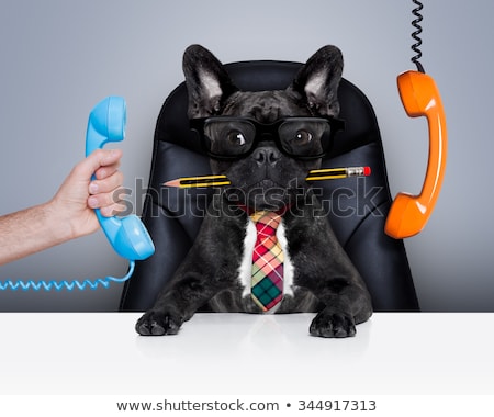 Foto stock: Burnout Dog At Work With Telephone