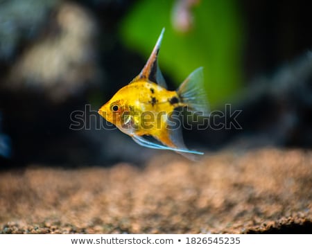 Stock photo: Angelfish In The Water