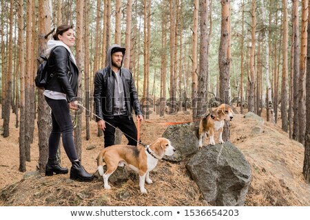 Zdjęcia stock: Happy Young Couple In Casualwear Holding Leashes Of Two Cute Beagle Puppies