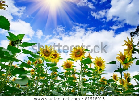 Stock fotó: Fun Sunflowers Growth Against Blue Sky