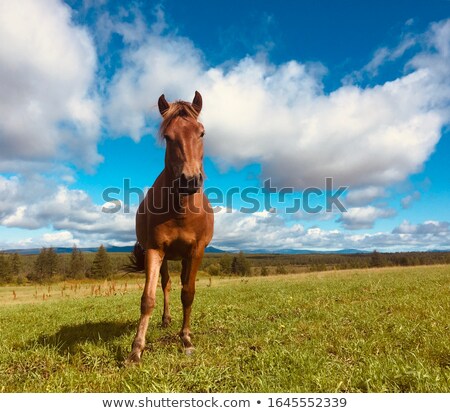 Stock fotó: Horses In Green Yellow Spring Meadow
